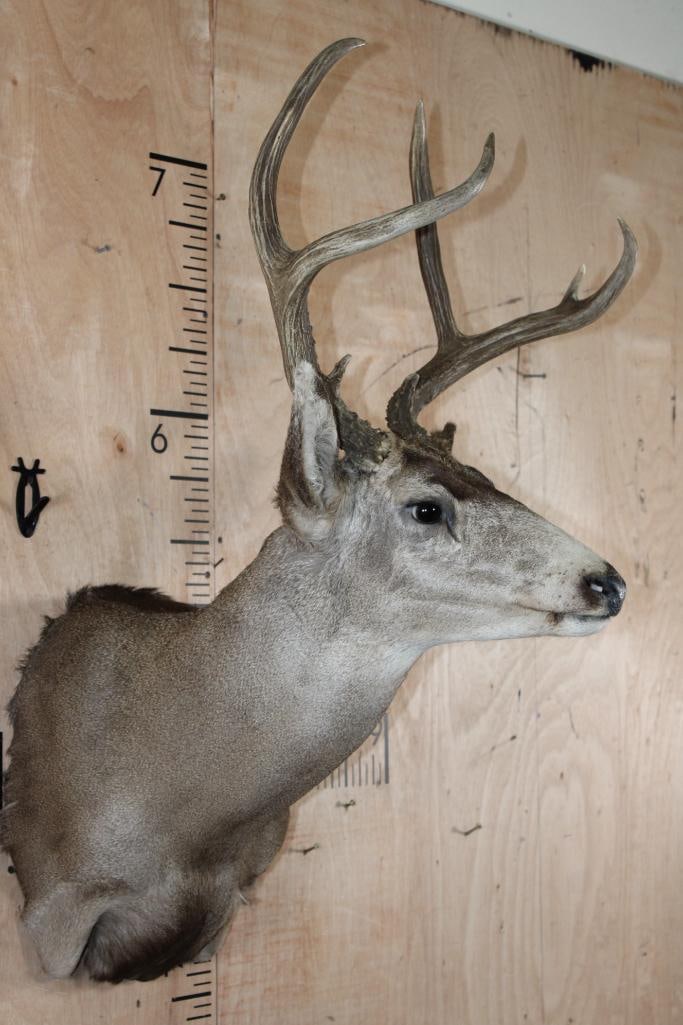 7-Point MULE DEER Shoulder Mount - 3