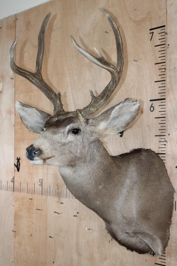 7-Point MULE DEER Shoulder Mount - 4