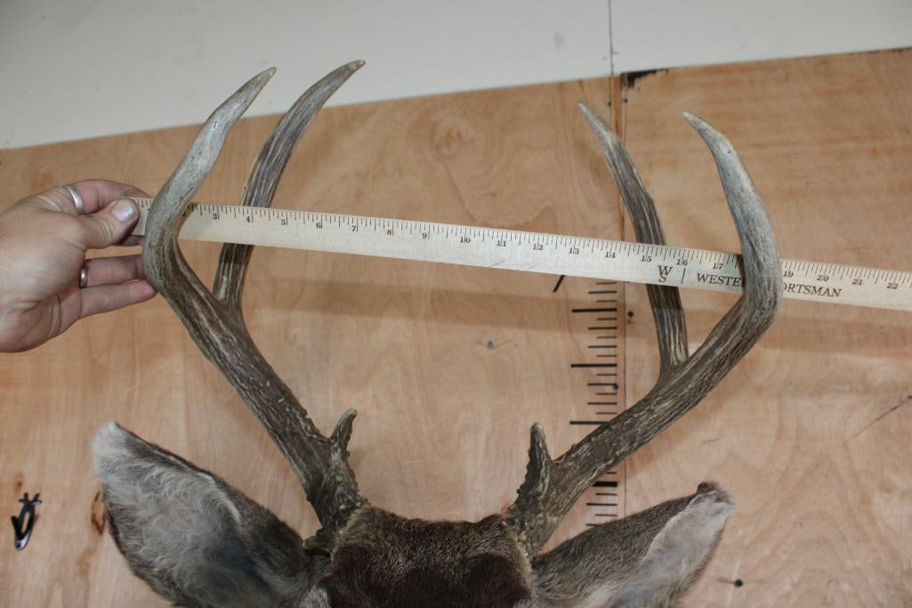 7-Point MULE DEER Shoulder Mount - 5