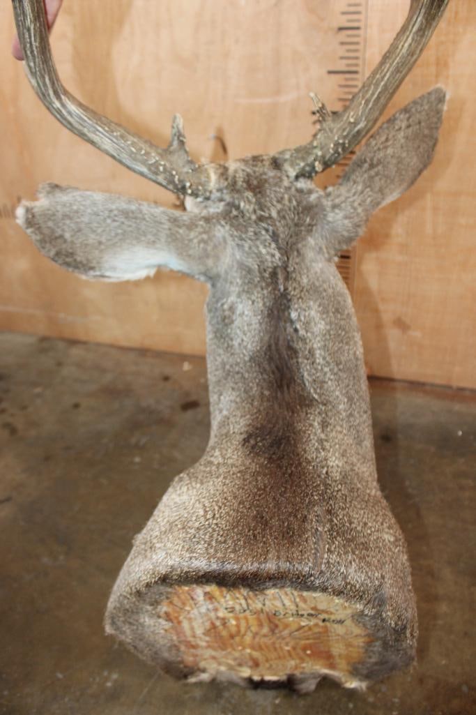 7-Point MULE DEER Shoulder Mount - 6
