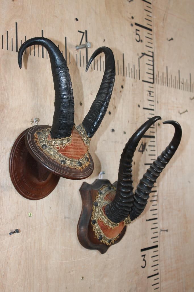(1) Set of Huge CHAMOIS Horns and (1) Set of SPRINGBOK Horns on Wood Plaques - 2