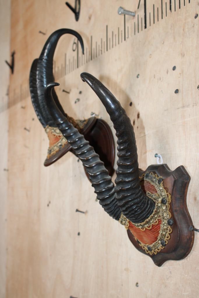(1) Set of Huge CHAMOIS Horns and (1) Set of SPRINGBOK Horns on Wood Plaques - 3