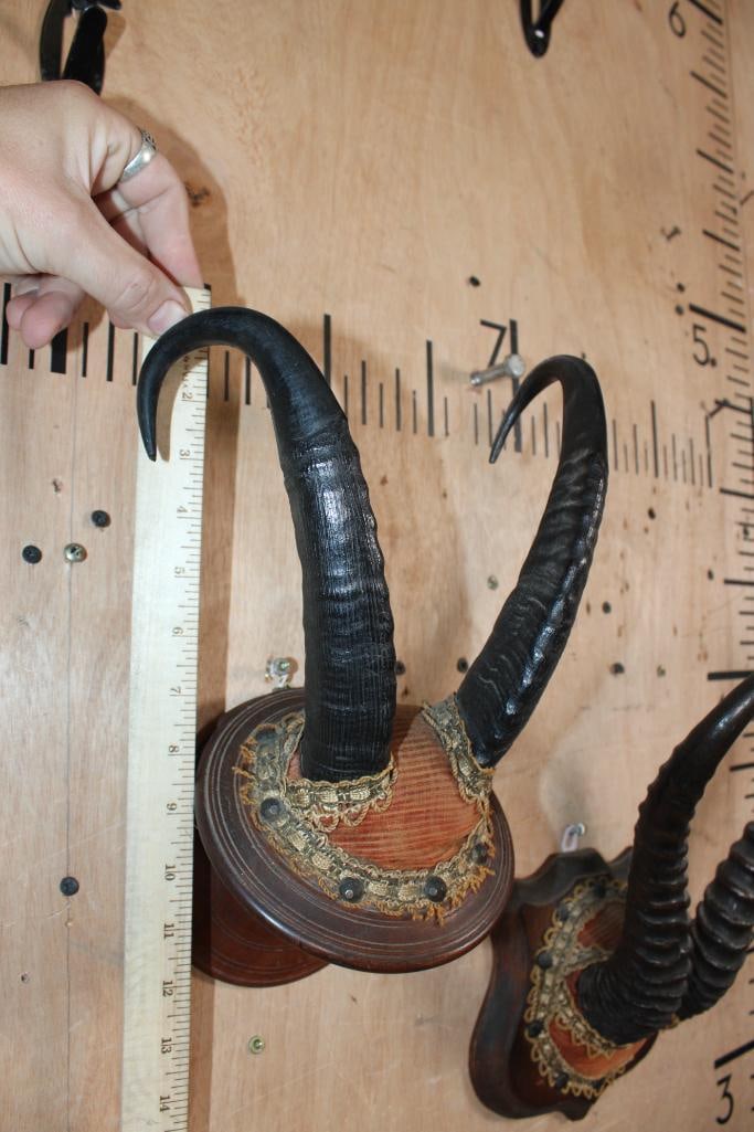 (1) Set of Huge CHAMOIS Horns and (1) Set of SPRINGBOK Horns on Wood Plaques - 4