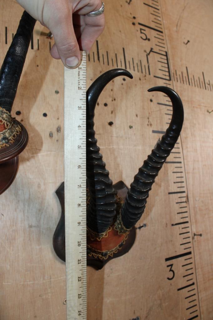 (1) Set of Huge CHAMOIS Horns and (1) Set of SPRINGBOK Horns on Wood Plaques - 5