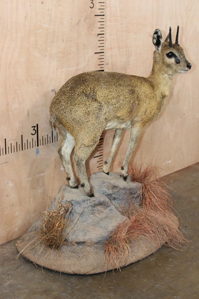 Life-sized KLIPSRINGER on a Natural Base - 2