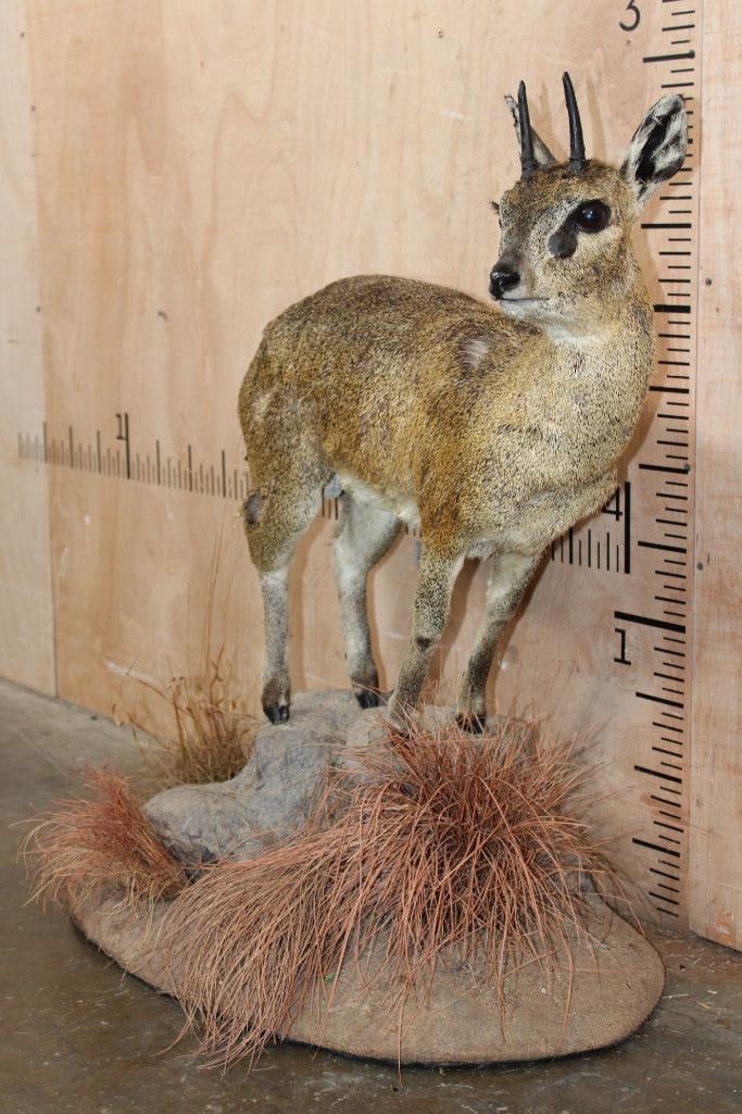 Life-sized KLIPSRINGER on a Natural Base - 3