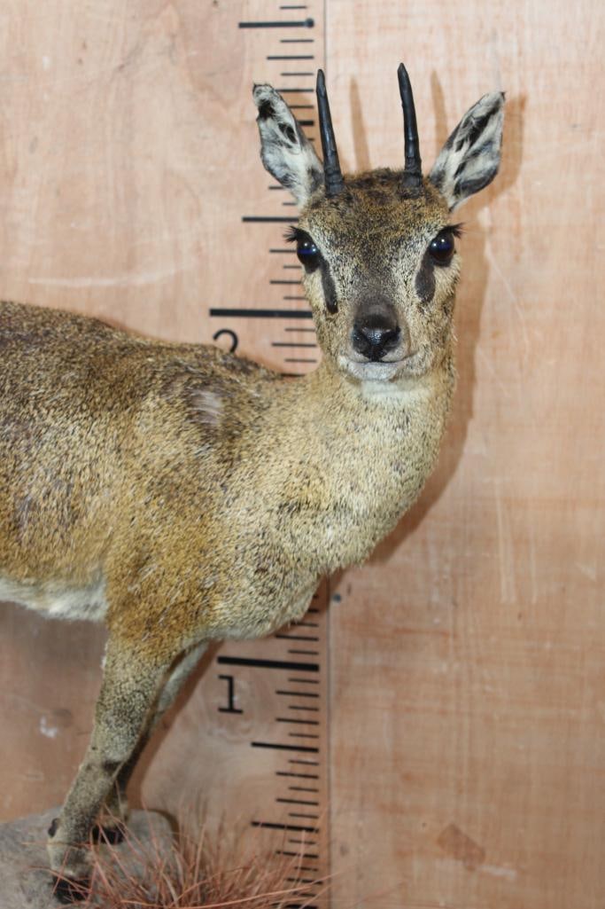 Life-sized KLIPSRINGER on a Natural Base - 4