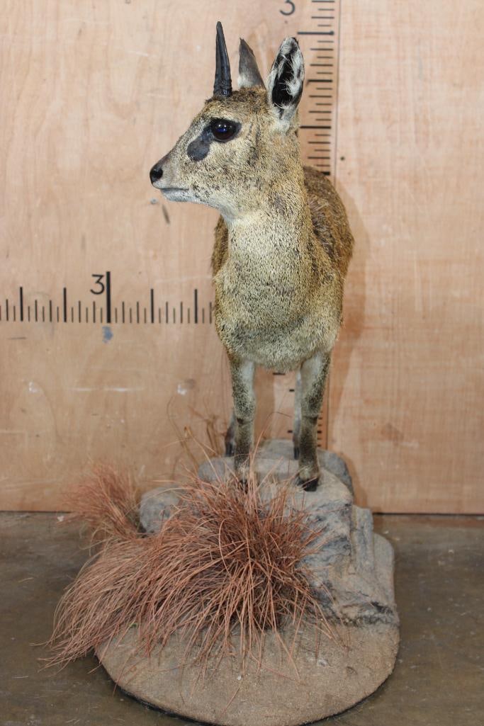 Life-sized KLIPSRINGER on a Natural Base - 5