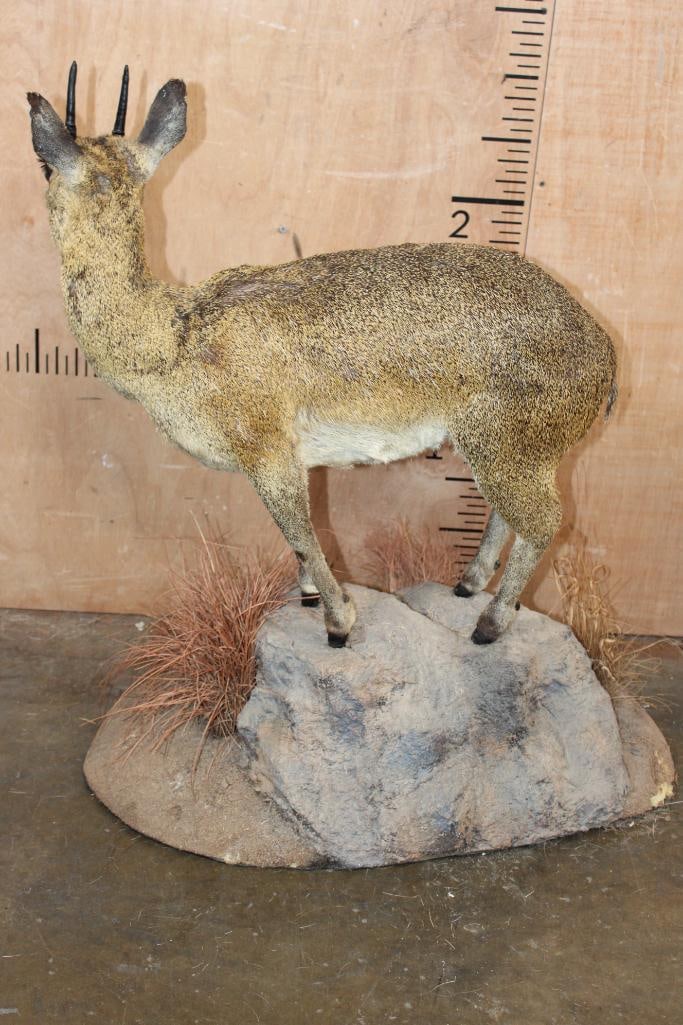 Life-sized KLIPSRINGER on a Natural Base - 6