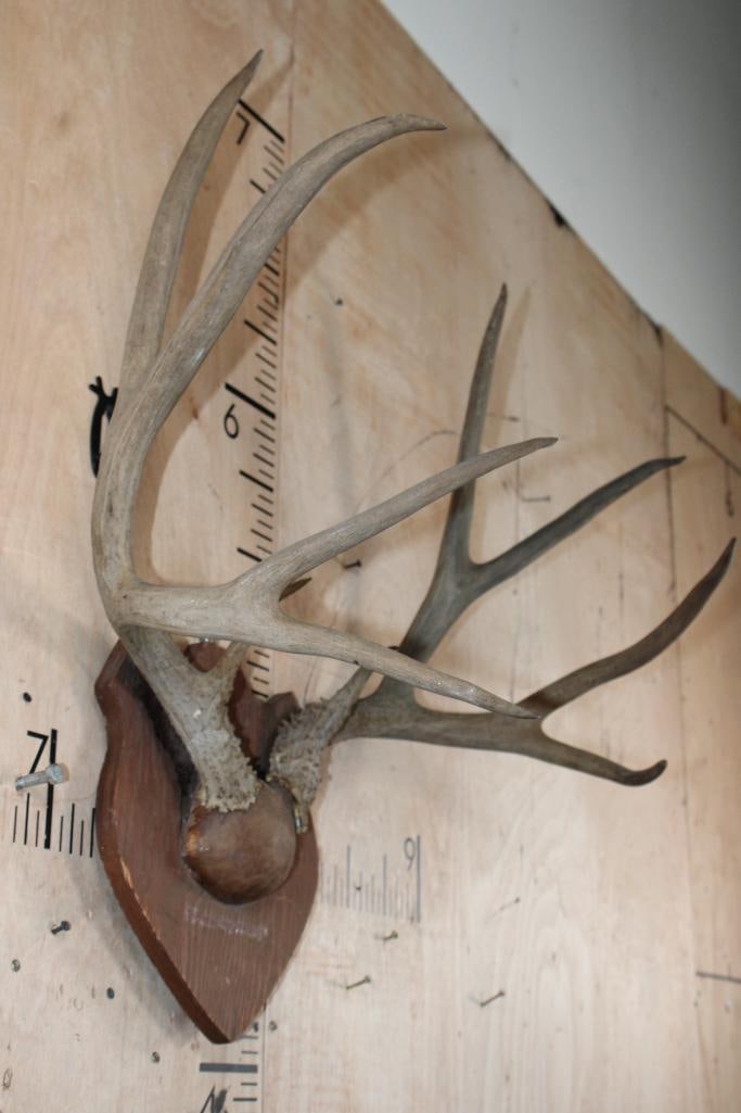 10-Point MULE DEER Antler Rack on a Wood Plaque - 2