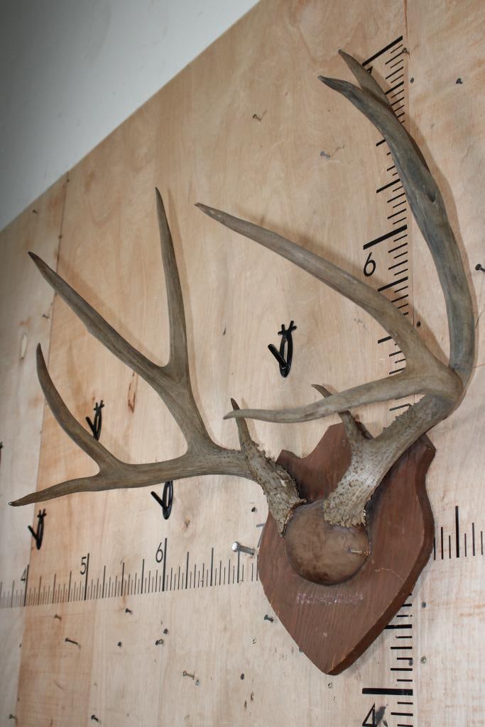 10-Point MULE DEER Antler Rack on a Wood Plaque - 3