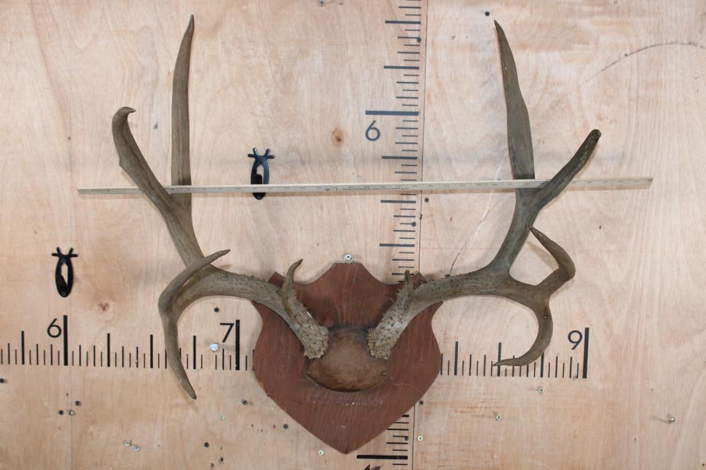 10-Point MULE DEER Antler Rack on a Wood Plaque - 4