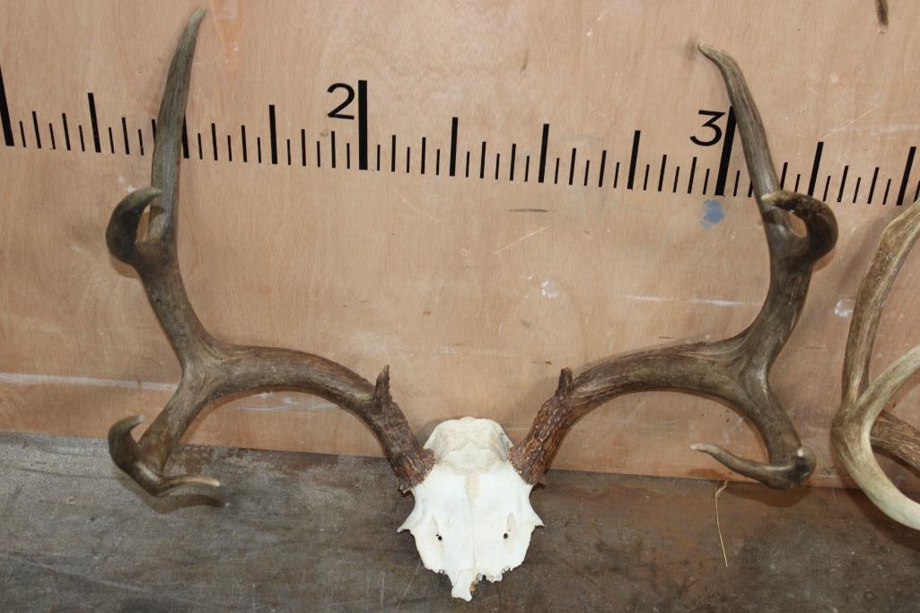 (1) 10-Point MULE DEER Antler Rack and (1) 9-Point WHITETAIL DEER Rack, Both on Skull Caps - 2