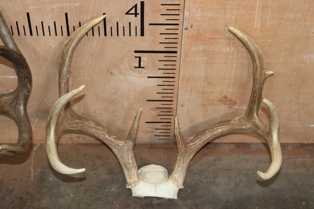 (1) 10-Point MULE DEER Antler Rack and (1) 9-Point WHITETAIL DEER Rack, Both on Skull Caps - 3