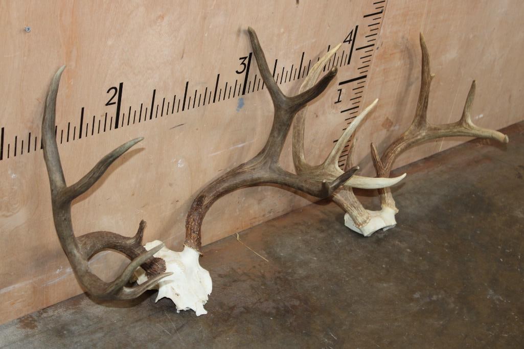 (1) 10-Point MULE DEER Antler Rack and (1) 9-Point WHITETAIL DEER Rack, Both on Skull Caps - 4