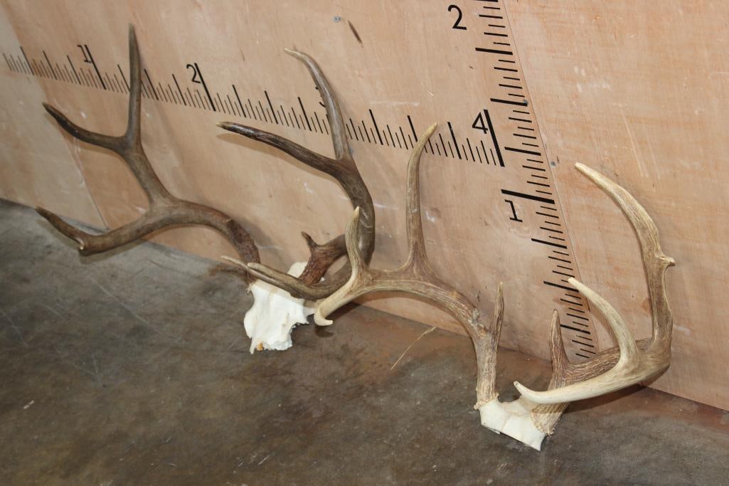(1) 10-Point MULE DEER Antler Rack and (1) 9-Point WHITETAIL DEER Rack, Both on Skull Caps - 5