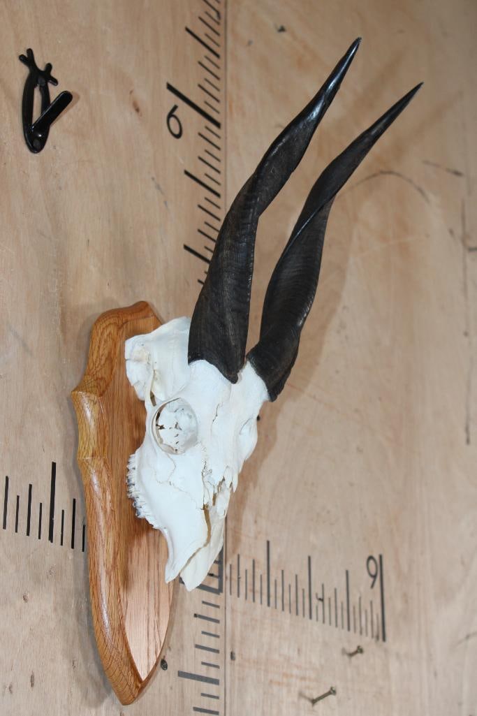 Partial BUSHBUCK Skull on a Wood Plaque - 2
