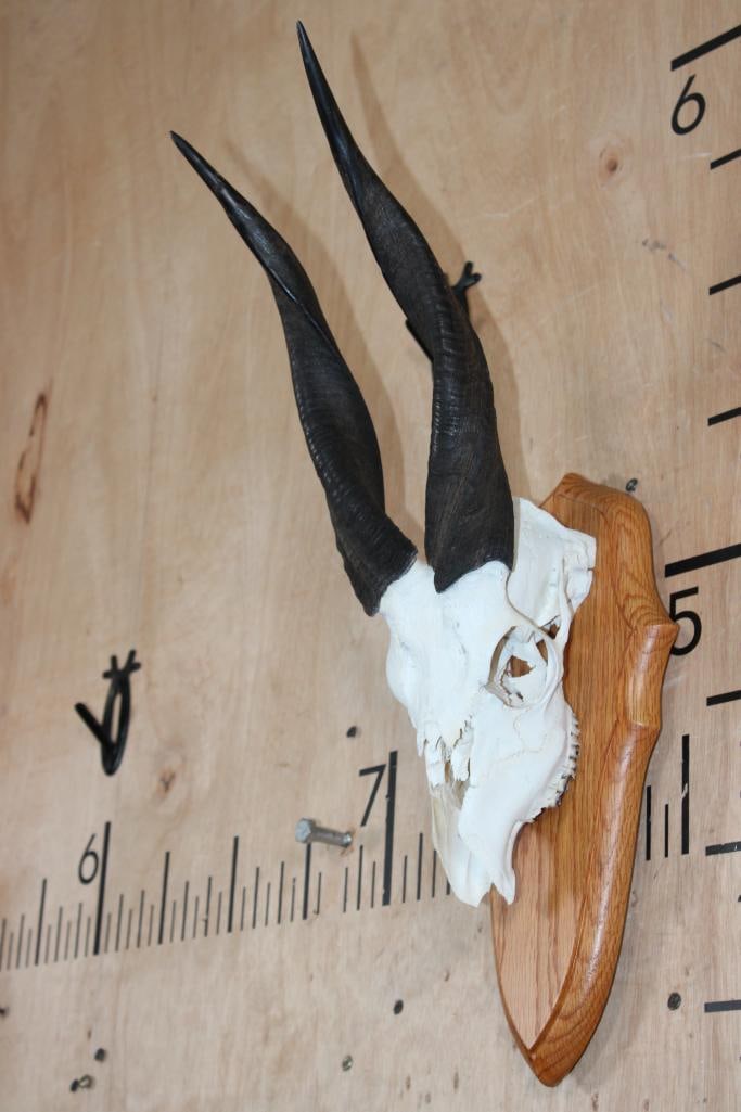 Partial BUSHBUCK Skull on a Wood Plaque - 3