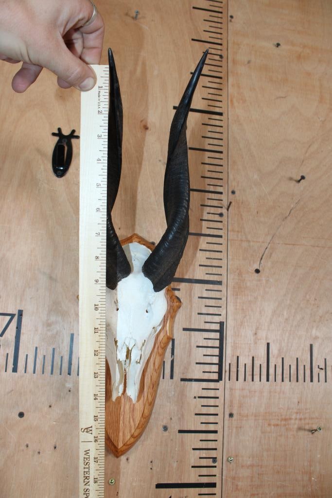 Partial BUSHBUCK Skull on a Wood Plaque - 4