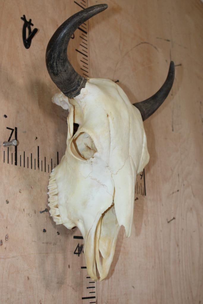 BISON or BUFFALO Skull - 2