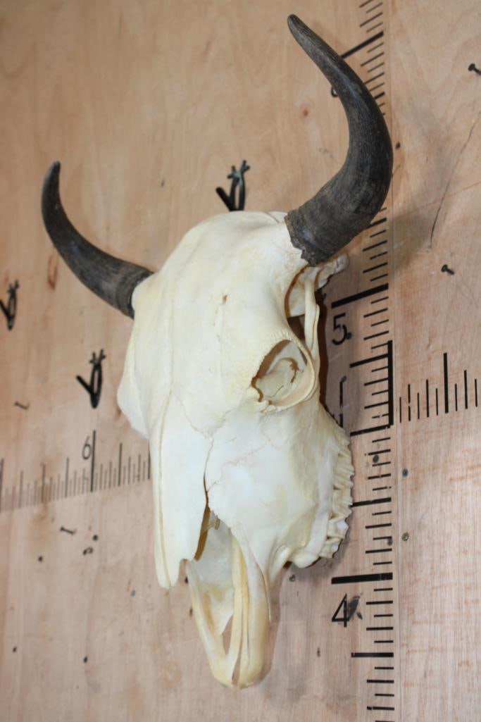 BISON or BUFFALO Skull - 3