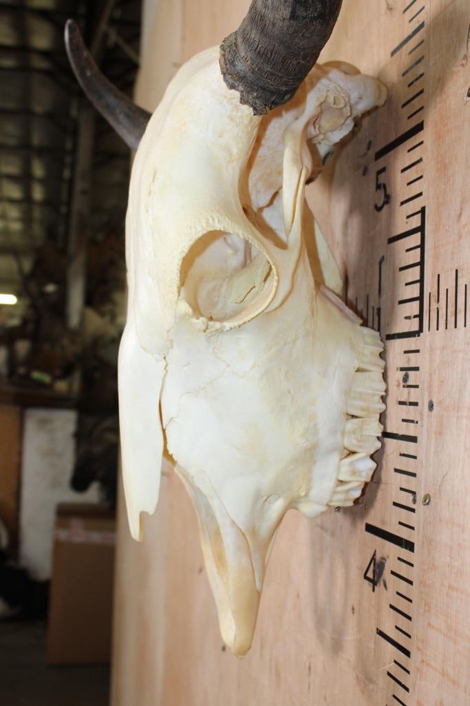 BISON or BUFFALO Skull - 4