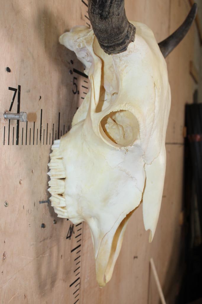 BISON or BUFFALO Skull - 5