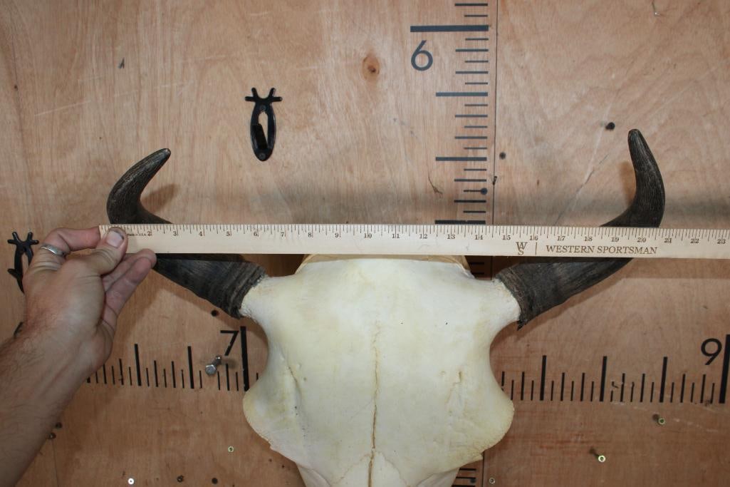 BISON or BUFFALO Skull - 6