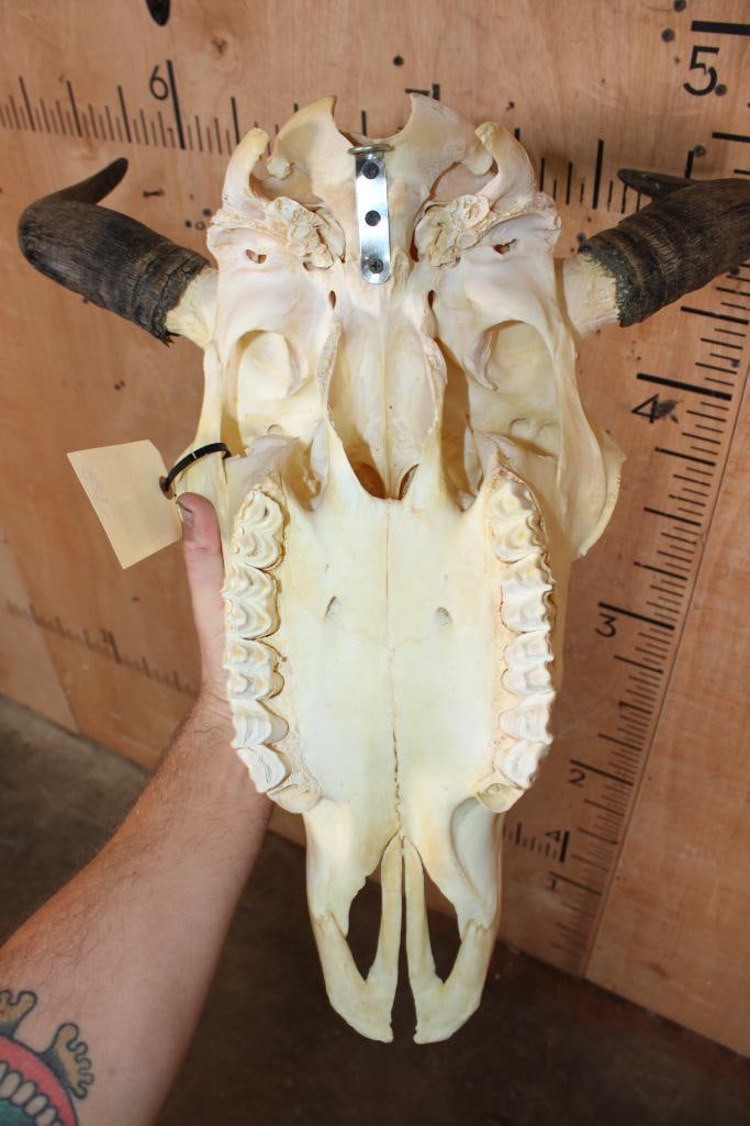 BISON or BUFFALO Skull - 7