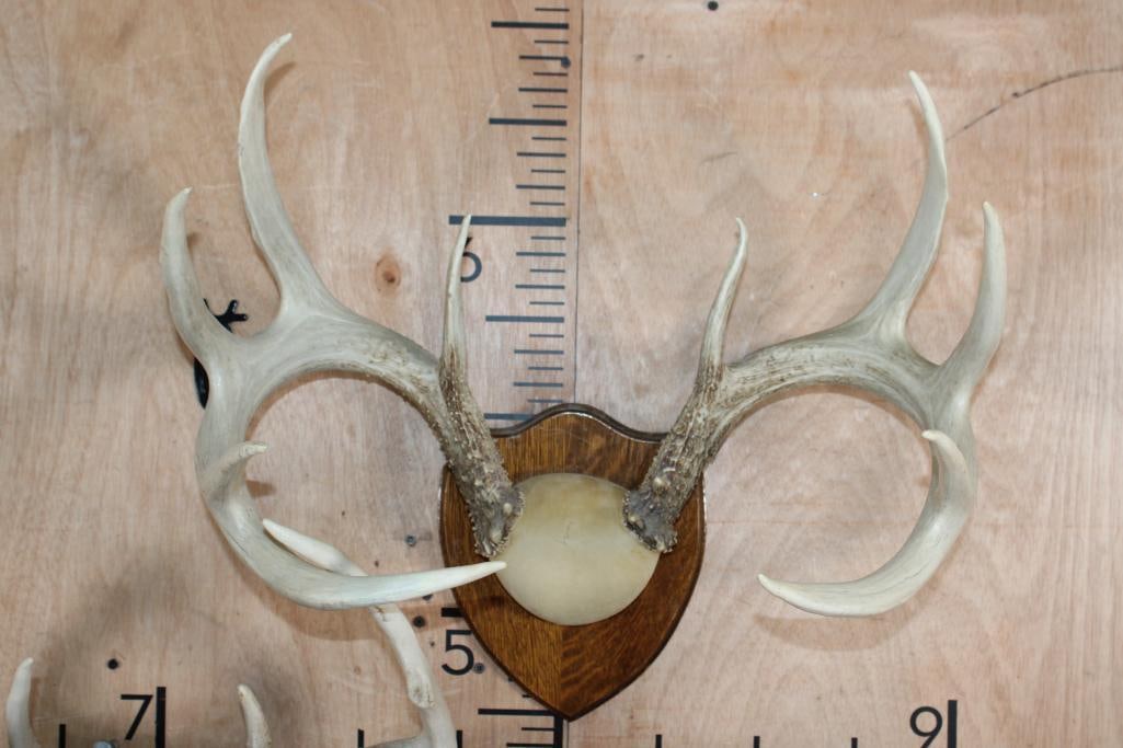 (2) WHITETAIL DEER Antler Racks on Matching Wood Plaques - 2