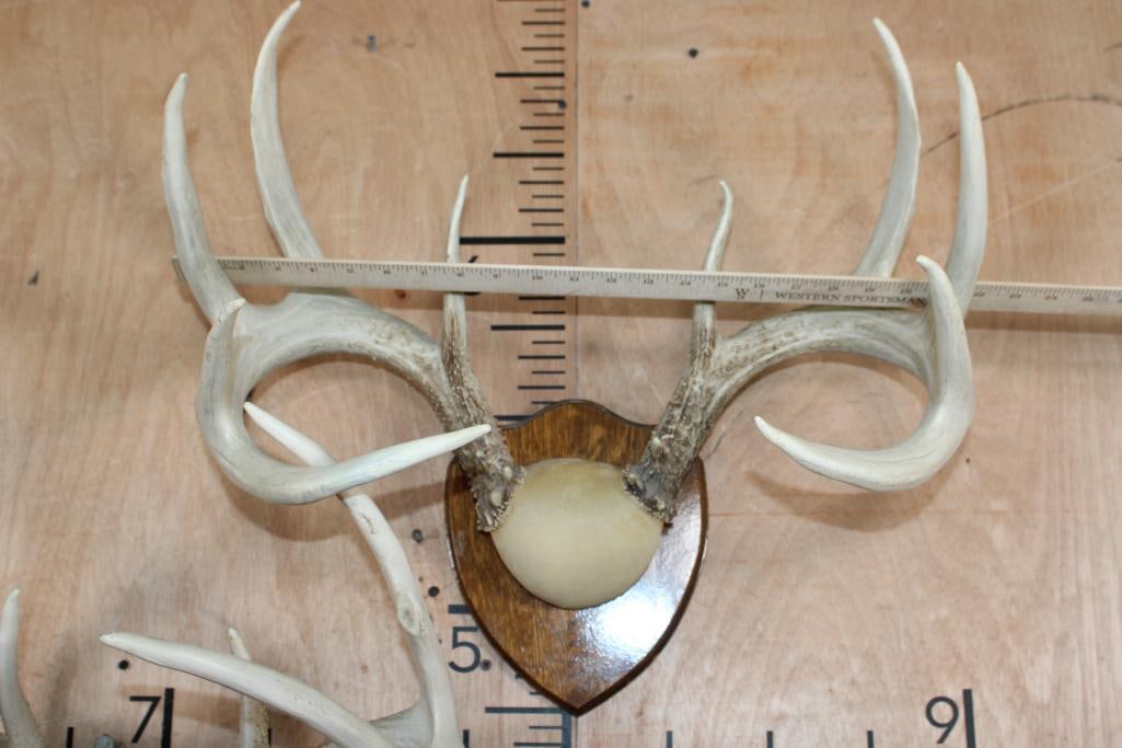 (2) WHITETAIL DEER Antler Racks on Matching Wood Plaques - 3