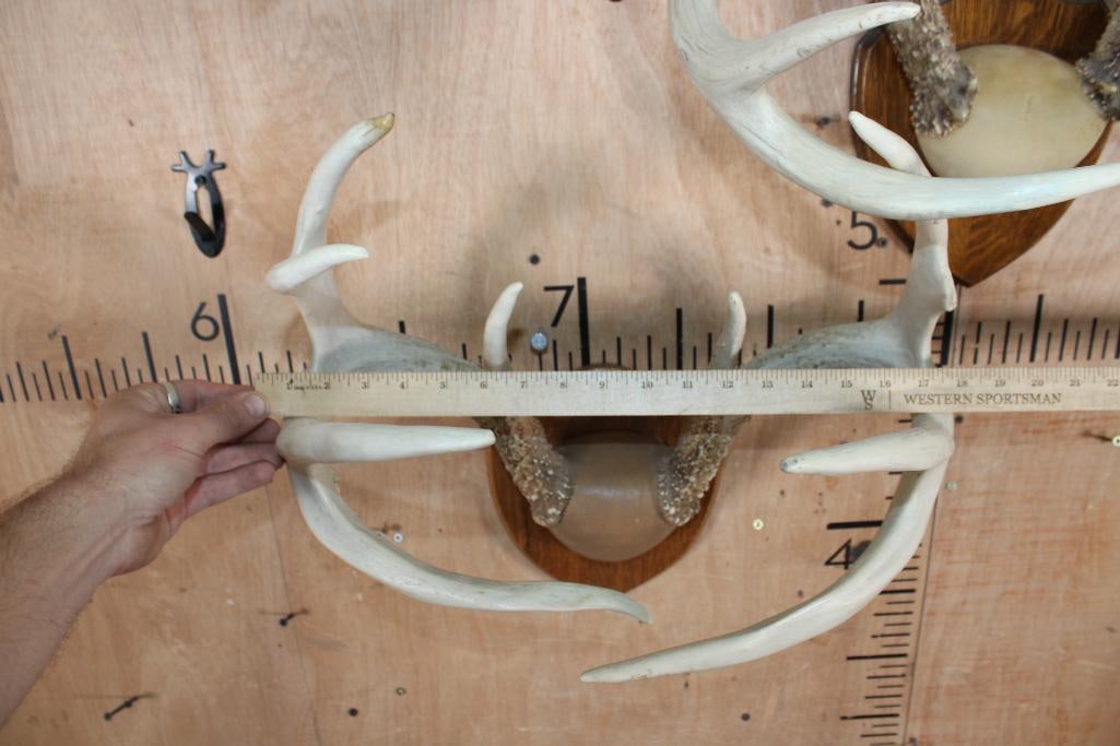 (2) WHITETAIL DEER Antler Racks on Matching Wood Plaques - 4