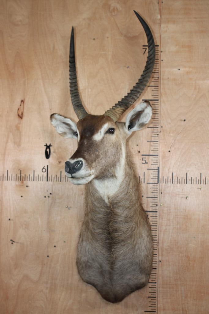 WATERBUCK Shoulder Mount - 2