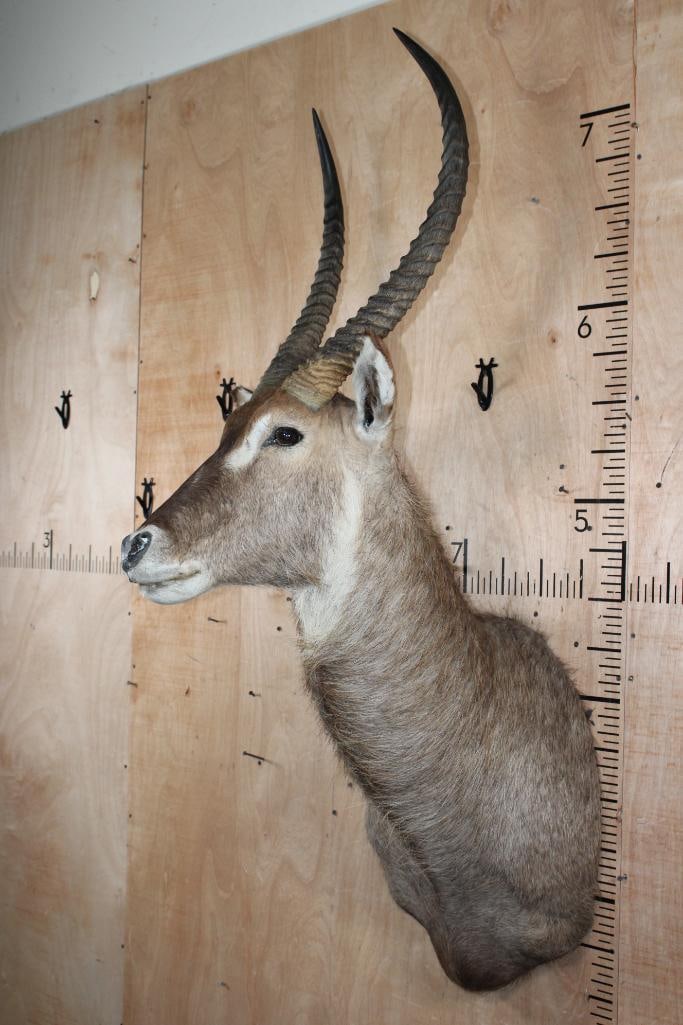 WATERBUCK Shoulder Mount - 3