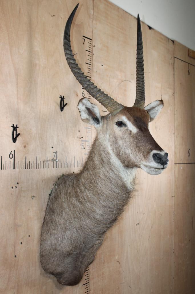 WATERBUCK Shoulder Mount - 4
