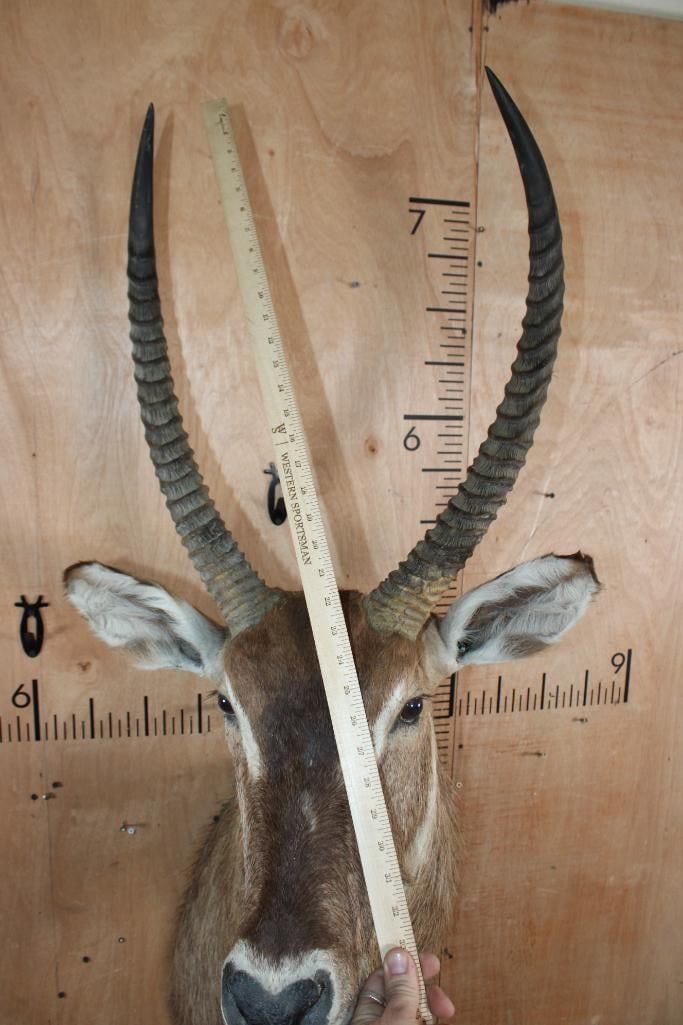 WATERBUCK Shoulder Mount - 5