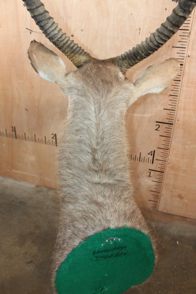 WATERBUCK Shoulder Mount - 6