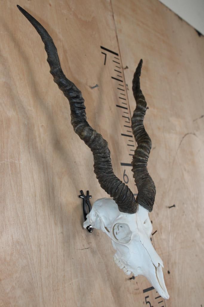 BLACKBUCK Skull - 2