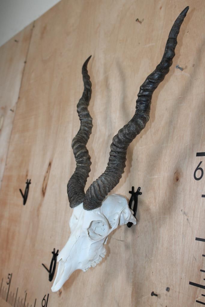 BLACKBUCK Skull - 3