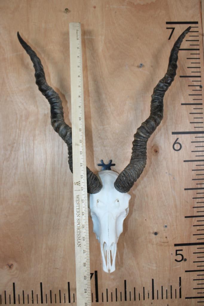 BLACKBUCK Skull - 4