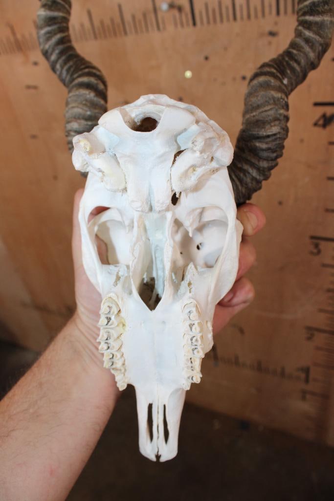 BLACKBUCK Skull - 5
