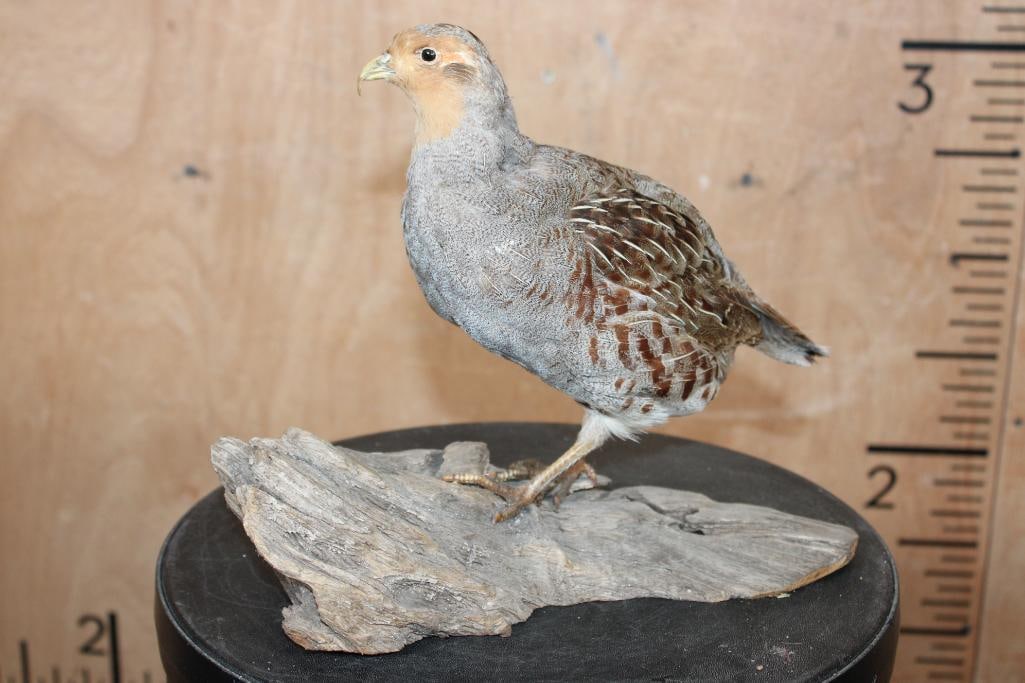 Life-sized GREY PARTRIDGE or HUNGARIAN PARTRIDGE on a Driftwood Base - 2