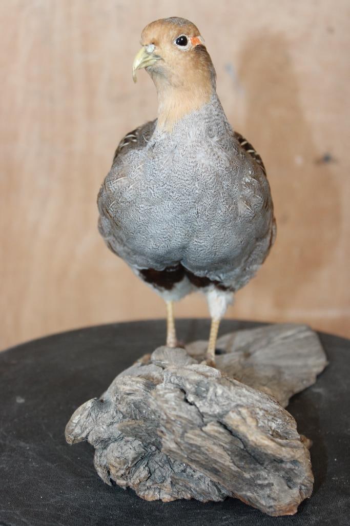 Life-sized GREY PARTRIDGE or HUNGARIAN PARTRIDGE on a Driftwood Base - 3