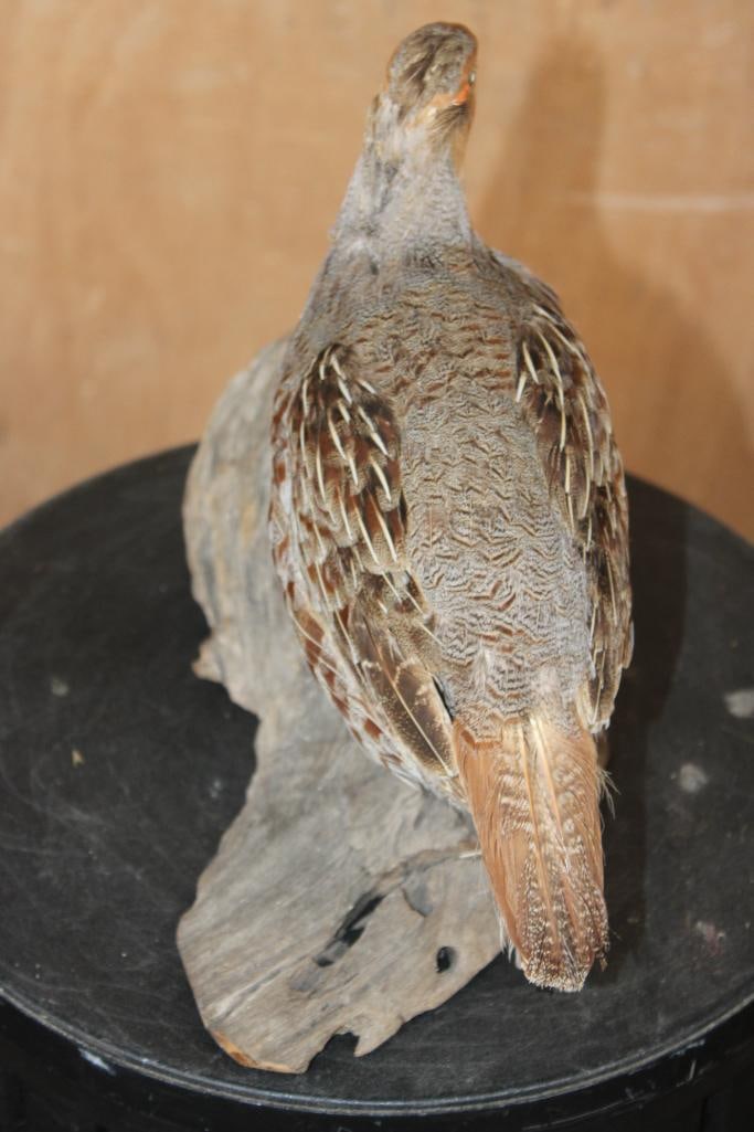 Life-sized GREY PARTRIDGE or HUNGARIAN PARTRIDGE on a Driftwood Base - 4
