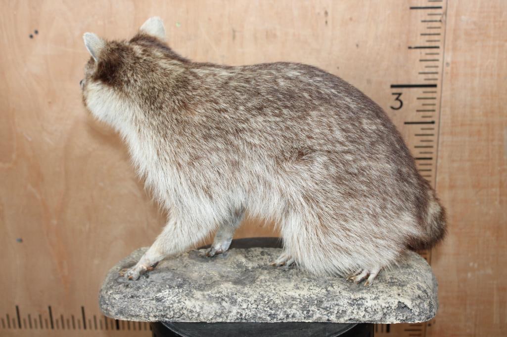 Life-sized GREY PARTRIDGE or HUNGARIAN PARTRIDGE on a Driftwood Base - 9
