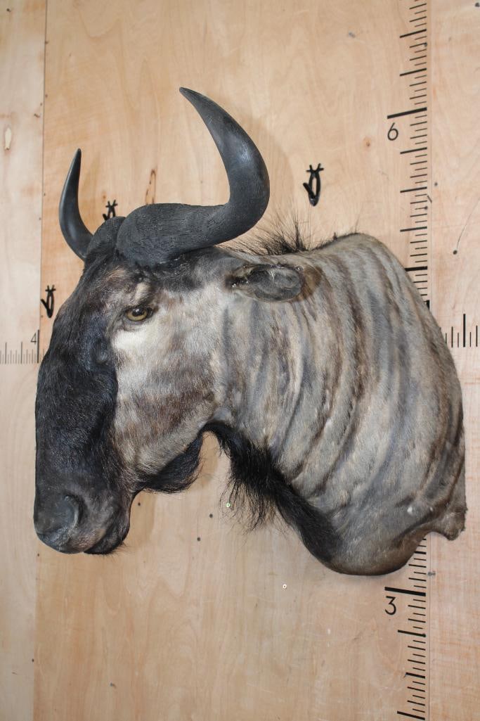 BLUE WILDEBEEST Shoulder Mount - 2