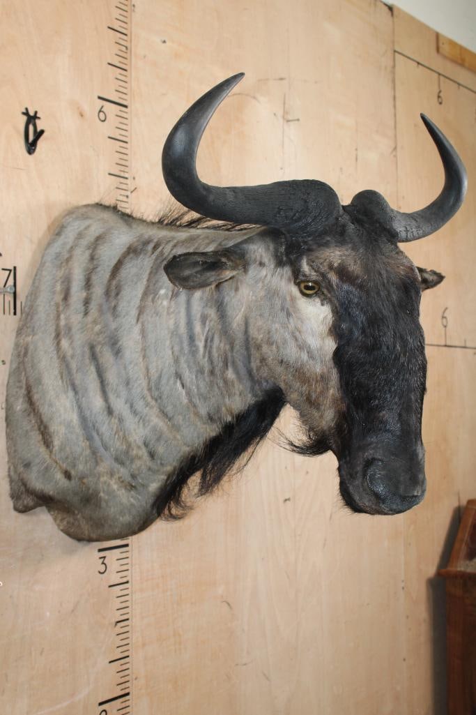 BLUE WILDEBEEST Shoulder Mount - 3