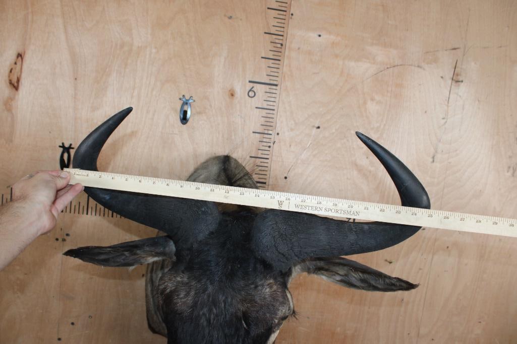 BLUE WILDEBEEST Shoulder Mount - 4