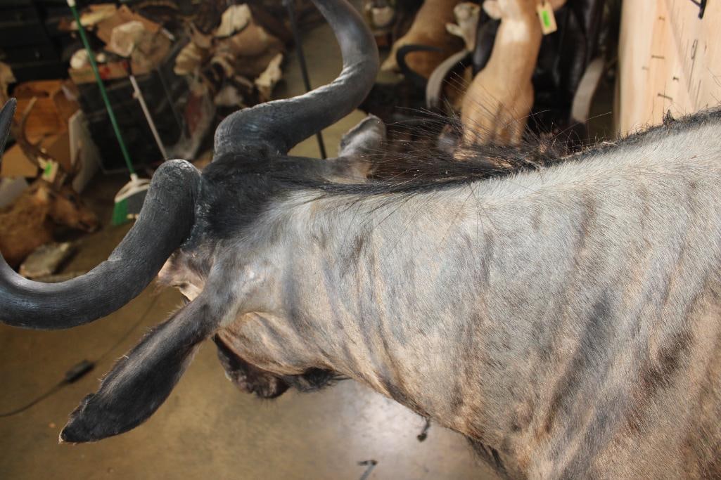 BLUE WILDEBEEST Shoulder Mount - 5