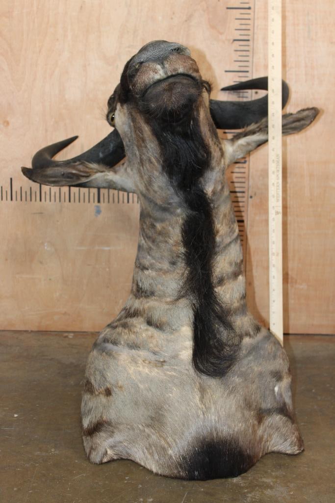 BLUE WILDEBEEST Shoulder Mount - 6